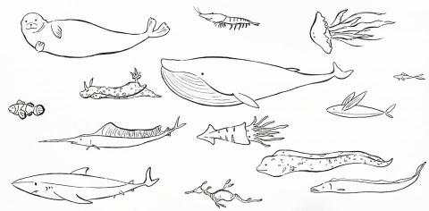 mg - 手繪明信片-代針筆