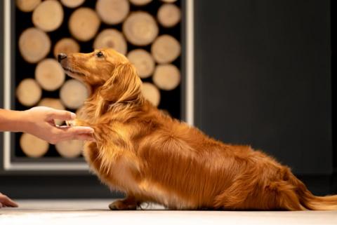 戴暘麟 - 寵物寫真