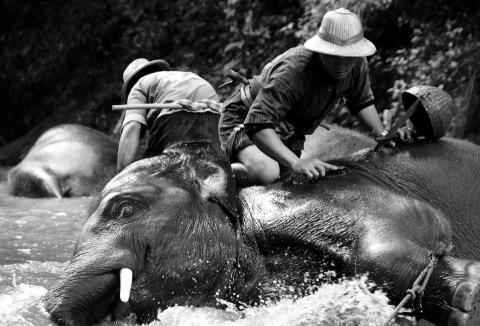 夜露死骨 - 2015國家地理雜誌青少年組_人與象的故事 (亞軍)