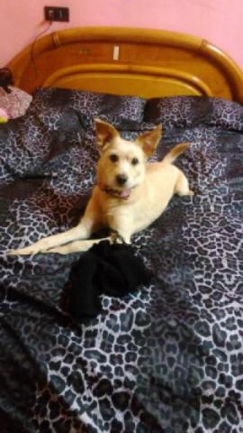 寄養貓咪🐱小狗狗🐶 - 