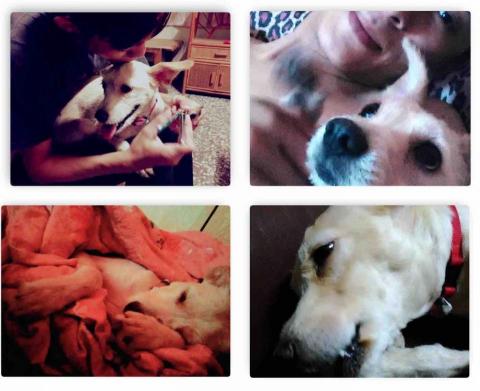 寄養貓咪🐱小狗狗🐶 - 我最心愛的狗 ?