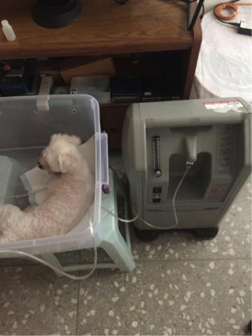 寄養貓咪🐱小狗狗🐶 - 