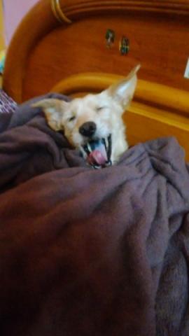 寄養貓咪🐱小狗狗🐶 - 