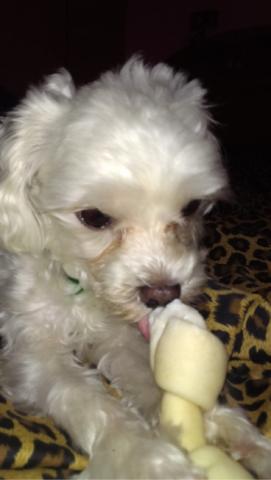 寄養貓咪🐱小狗狗🐶 - 姊姊的馬爾濟斯 