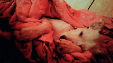 寄養貓咪🐱小狗狗🐶 - 