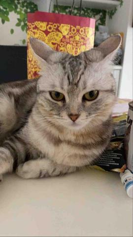 提供遛狗绳服務的專家寵物散步