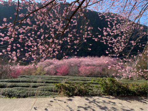 Emmy - 武陵農場攝影