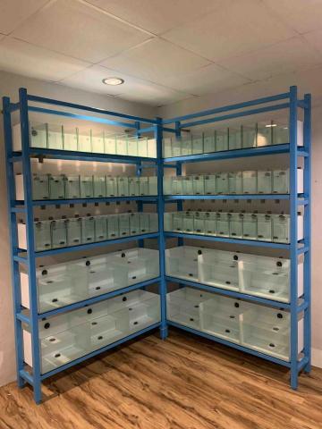 頂極水族工程有限公司 TAE - 鬥魚系統缸