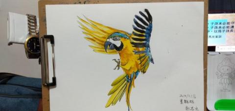 郭思宏 - 畫鸚鵡水彩