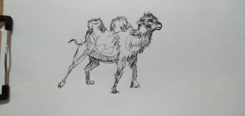 郭思宏 - 駱駝速寫