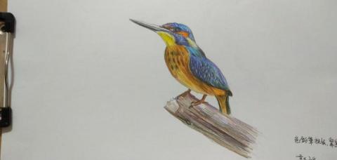 郭思宏 - 畫鳥色鉛筆
