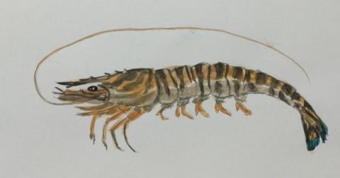 郭思宏 - 蝦子水彩