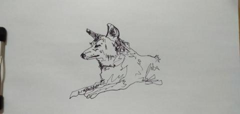 郭思宏 - 動物素寫狼犬