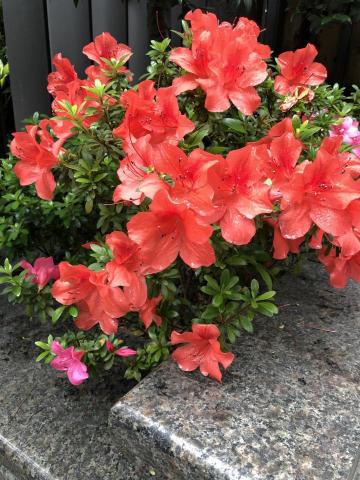 提供割草服務的專家阿傑