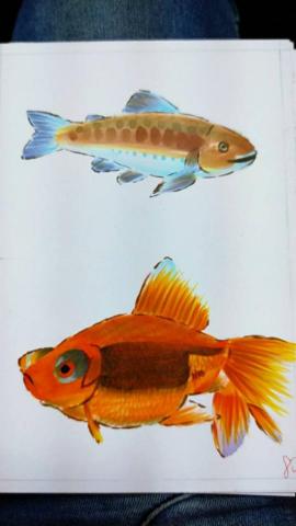 黃于倩 - 個人畫作(魚)