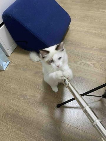 提供486翻譯筆plus服務的專家陳薏如