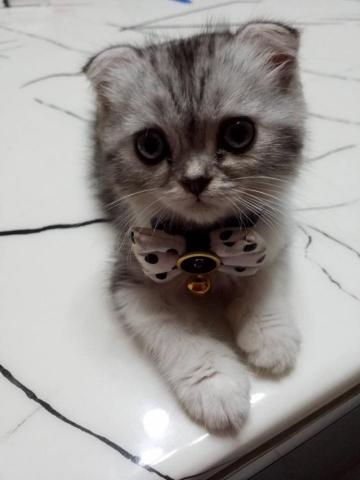 提供住宿服務的專家Jay寵物臨時照顧寄養