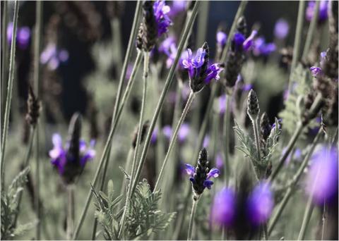 Daisy-陽光影像工作室 -  Daisy-陽光影像工作室 -