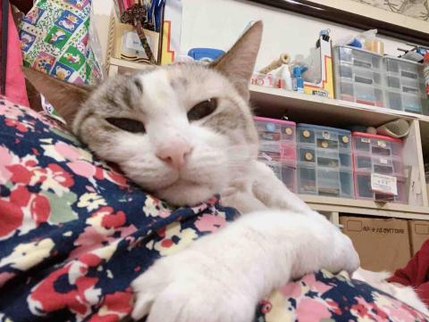 提供工作內容服務的專家Ellie Tsao