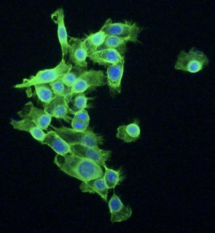 宋俊儒 - 免疫螢光染色技術