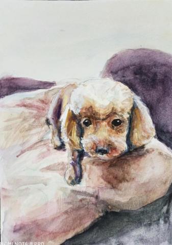 靈果繪畫工作室 - 友人委託寵物肖像