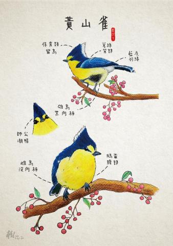 Cindy - 手繪結合電繪處理