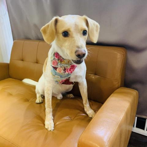 角度夢寵物美容概念所 - 超可愛米克斯