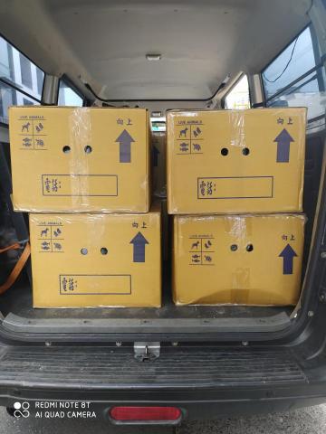 一台車凸歸呆丸 - 觀賞魚，大型寵物賣場配送