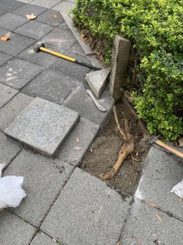 正霖實業有限公司 - 人行道磚重整鋪設-清除樹根