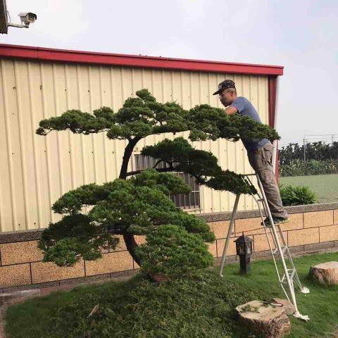 蔡民旗 - 提供園藝設計的專家 蔡民旗 - 提供園藝設計的專家