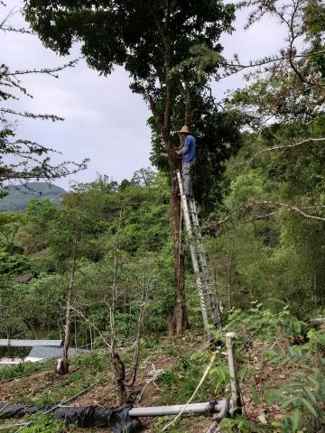 佑聖園藝 - 樹木修剪