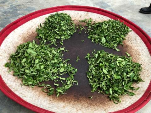 荼苗有限公司 - 製茶工序