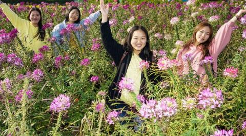 阿諴！全台灣旅遊！9人座車接送服務 - 中社花海