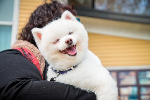 噗家文創 - 寵物攝影~室外~犬