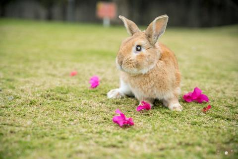 噗家文創 - 寵物攝影~室外~兔兔攝影