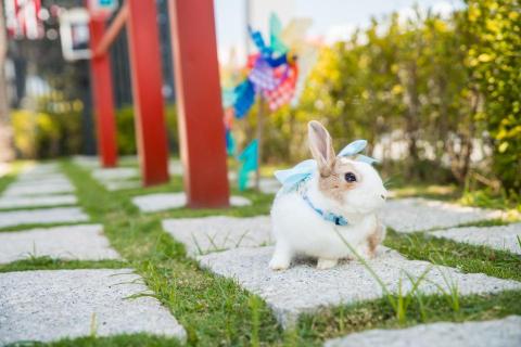 噗家文創 - 寵物攝影~室外~兔兔攝影