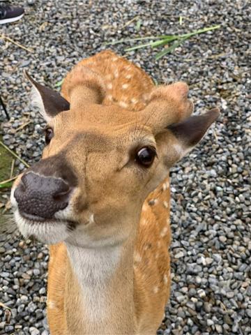 尊榮專車服務 - 一起包車去看小鹿斑比