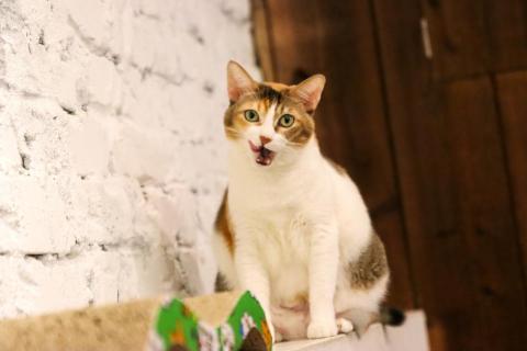 攝籃Photobasketballlife - 寵物拍攝