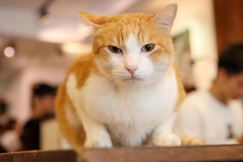 攝籃Photobasketballlife - 寵物拍攝