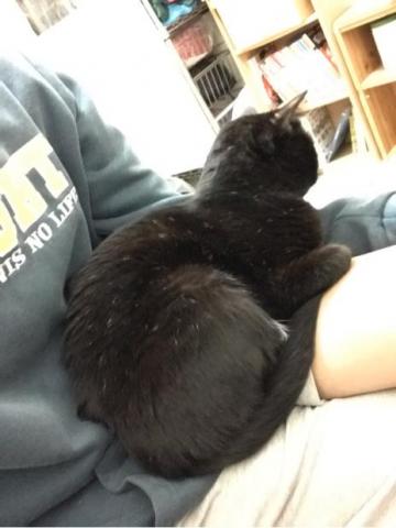 全能小卜卜 - 家裡的臭黑貓「碳碳」