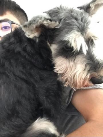 全能小卜卜 - 阿嬤家的雪納瑞「樂樂」