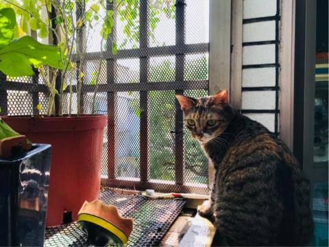 全能小卜卜 - 最塞奶的貓貓「小腐爺」