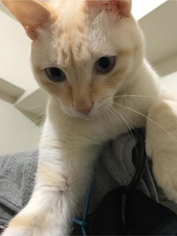 全能小卜卜 - 最調皮的小男生「啊白」