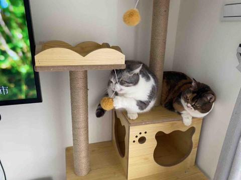 家馨室內設計工程有限公司 - 溫馨住家連貓咪都覺得幸福
