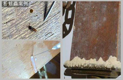 極淨環衛 - 蛀蟲防治案例 極淨環衛 - 蛀蟲防治案例