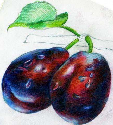 MENG - 成人色鉛筆課程 MENG - 成人色鉛筆課程