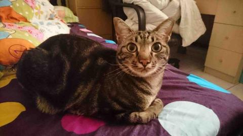 蔡瑾瑜 - 我家的貓