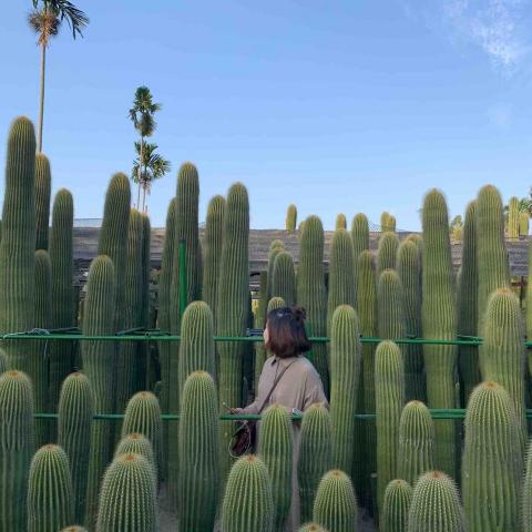 提供canva去背服務的專家吳念蓁