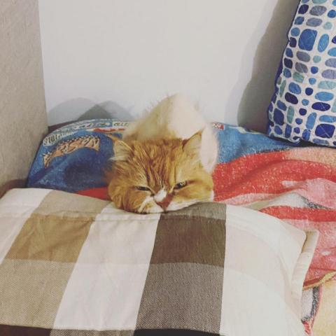 Vivian - 照顧過寄宿的老爺爺