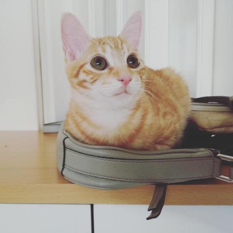 Vivian - 中途過的小妹子~